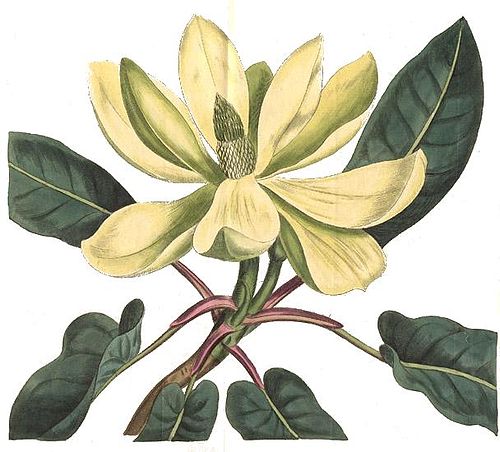 Magnolia fraseri